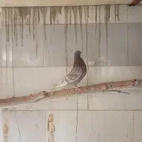 کفتر|پرنده|اردکان, |دیوار