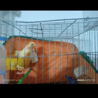 قناری فروشی  3میلیون|پرنده|قائم‌شهر, |دیوار