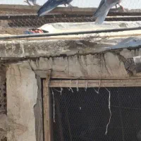 کفتر سرور|پرنده|آران و بیدگل, |دیوار