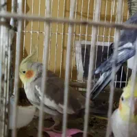 عروس هلندی|پرنده|رودبار, |دیوار