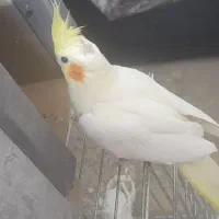 لوتینو ماده