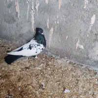 ماده المانی