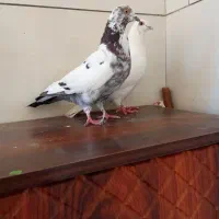 کفتر نر سالم تهرانی|پرنده|خلخال, |دیوار