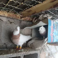 طوقی|پرنده|دهدشت, |دیوار