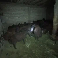 بره نره گوشتی