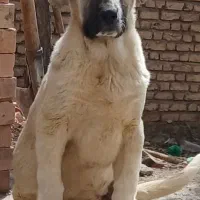 توله ماده سه ماهه ،پژدر فروشی