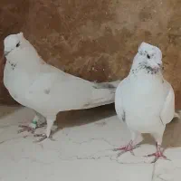 کبوتر کله دار کاکولی