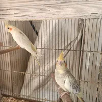 عروس هلندی  دکت|پرنده|بندر گناوه, |دیوار
