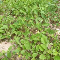 پیته  بادمجون دونی 2تومن مفت