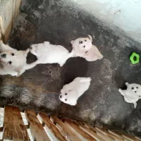 واگزاری توله اشپیتز