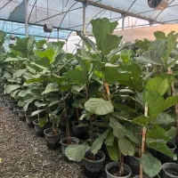 فروش و ارسال عمده گل وگیاه به کل کشور|گل و گیاه طبیعی|چمستان, |دیوار