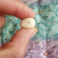 سنگ عقیق|کلکسیون اشیاء عتیقه|همایجان, |دیوار