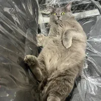 گربه بریتیش بلو نر