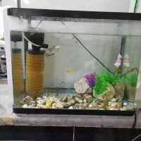 آکواریوم تمیز 40سانتی شیشه خم
