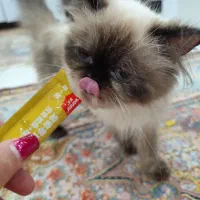 گربه|گربه|فردیس, شهرک سپاه|دیوار