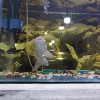 ماهی گیاه خوارآکواریوم|ماهی|الوند, |دیوار