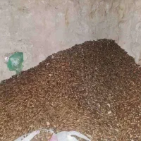 بلوط درجه یک