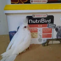 جوجه عروس هلندی آلبینو سرلاکی لوتینو