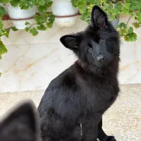 فروش ژرمن بلک نر و ماده|سگ|کلاچای, |دیوار