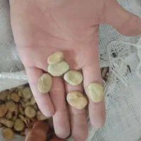 باقلا تازه|عمده‌فروشی|فسا, |دیوار