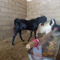 فروش چپش بذری