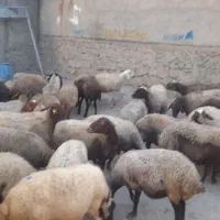 ۳۲راس وگوسفند داشتی جوان|حیوانات مزرعه|سنقر, |دیوار