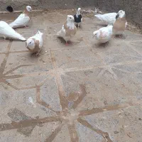 طوقی|پرنده|تربت جام, میان جام|دیوار