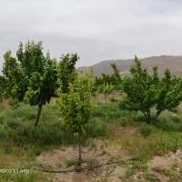 زمین مسکونی|فروش زمین و ملک کلنگی|خرقان, |دیوار