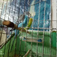 مرغ عشق|پرنده|بهبهان, |دیوار