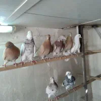 کفتر پرشی درجه یک خوش رنگ|پرنده|قم, باغ اشرافی|دیوار