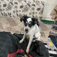 واگذاری سگ اشپیتز رایگان