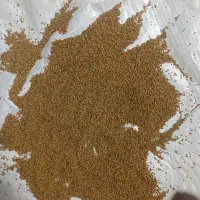 بذر یونجه اصلاح شده|خدمات باغبانی و درختکاری|اصفهان, فرودگاه|دیوار