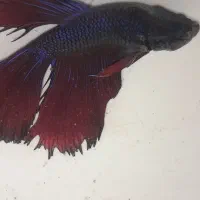 فایتر نر و ماده|ماهی|قدس, شهر‌قدس|دیوار