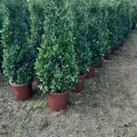 خدمات باغبانی طراحی فضای سبز فروش گل باغچه کاری|خدمات باغبانی و درختکاری|تهران, سعادتآباد|دیوار