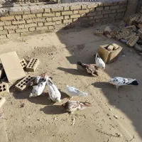 کبوتر راعبی