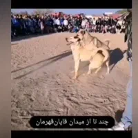 واگذاری سگ سرابی نر نوه بز سرخاب.. پژدرهم دارم|سگ|مشهد, میان ولایت|دیوار