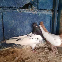 کبوتر طوقی*کله*سینه|پرنده|جم, |دیوار