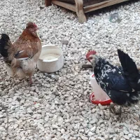 تخم نطفه دار گلین اصلی ضمانتی