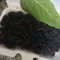 توت سیاه درجه یک
