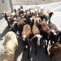 میش و بره  شیشک
