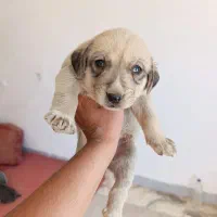 سگ پژدر  با اصالت
