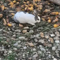 خرگوش|موش و خرگوش|شوشتر, |دیوار