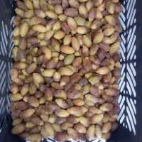 رطب اصل جنوب