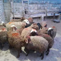 گوسفند کاور ماده