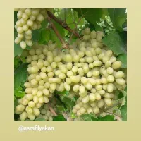 نهال انگور قرمزی کشمش سفید ومویز بیدانه ۱و۲ساله