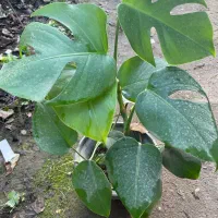 برگ انجیری و سانسوریالاکپشتی