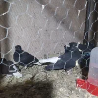 سلام همه تخم جوجه دارن جوجهاشون دارن دون خور میشن