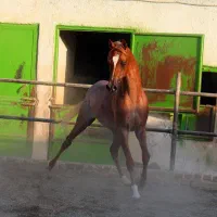 اسب نریان ومادیان|اسب و تجهیزات اسب‌سواری|تهران, آذری|دیوار