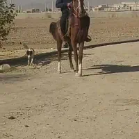 فروش دو راس مادیون دم گیر