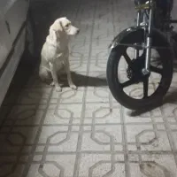 سلام خسته نباشید دو تا توله هم قال